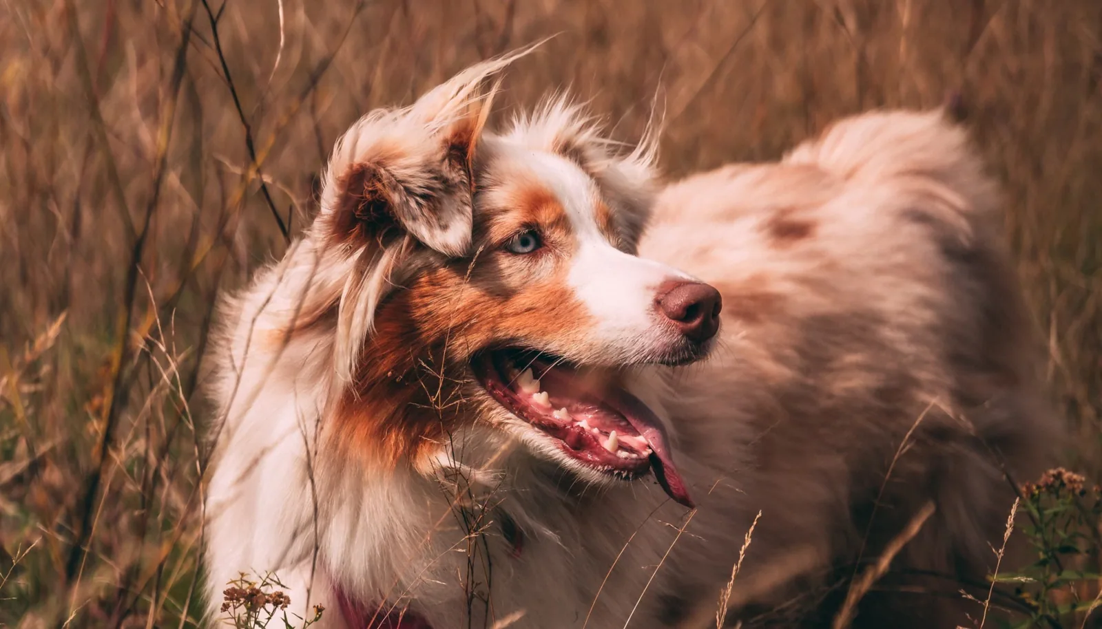 A relaxed dog resting its head on a person's lap