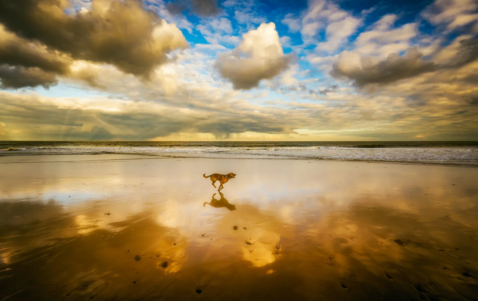 A dog running along a beach at dusk